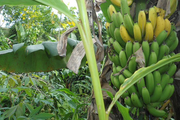 Harithavanam Farm House主图