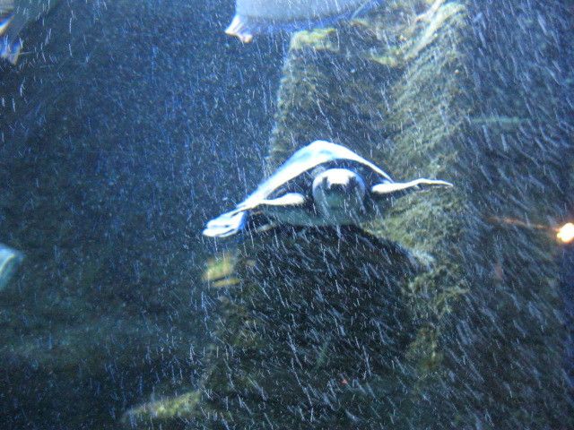 富国海底世界-北京市必去景点