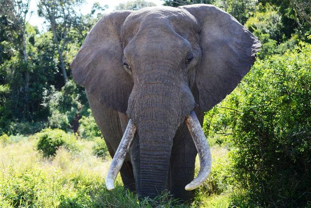阿多大象国家公园-阿多必去景点