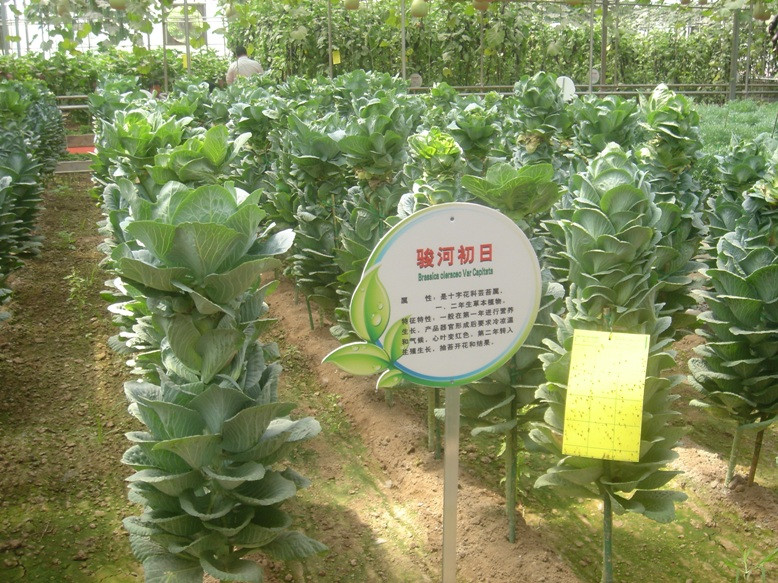 寿光高科技蔬菜示范园-寿光市必去景点