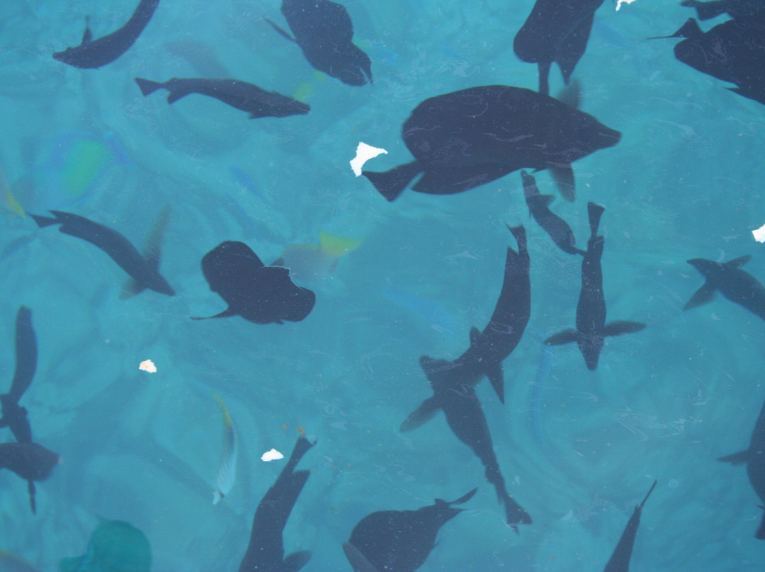 纽孙比秀潜水中心-赫尔格达必去景点