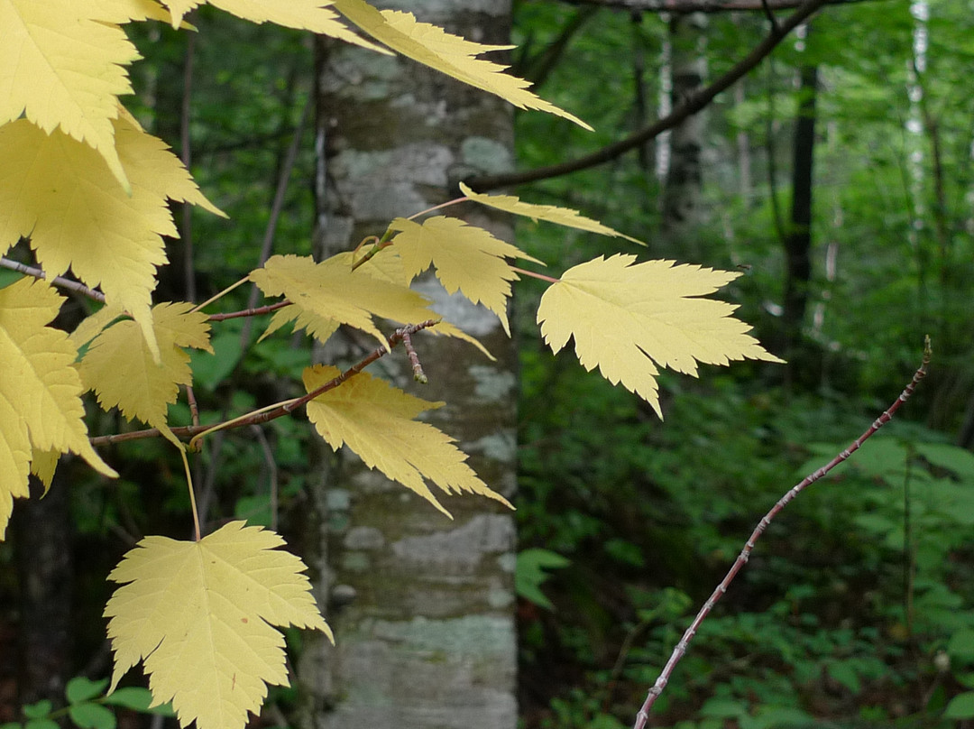 镜泊湖地下森林-宁安市必去景点