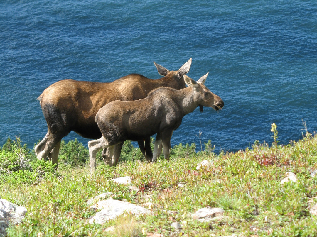Skyline Trail-布雷顿角岛必去景点