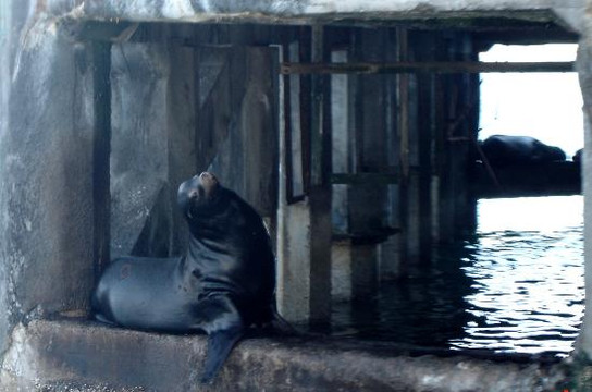 蒙特雷公主观鲸之旅-蒙特雷必去景点