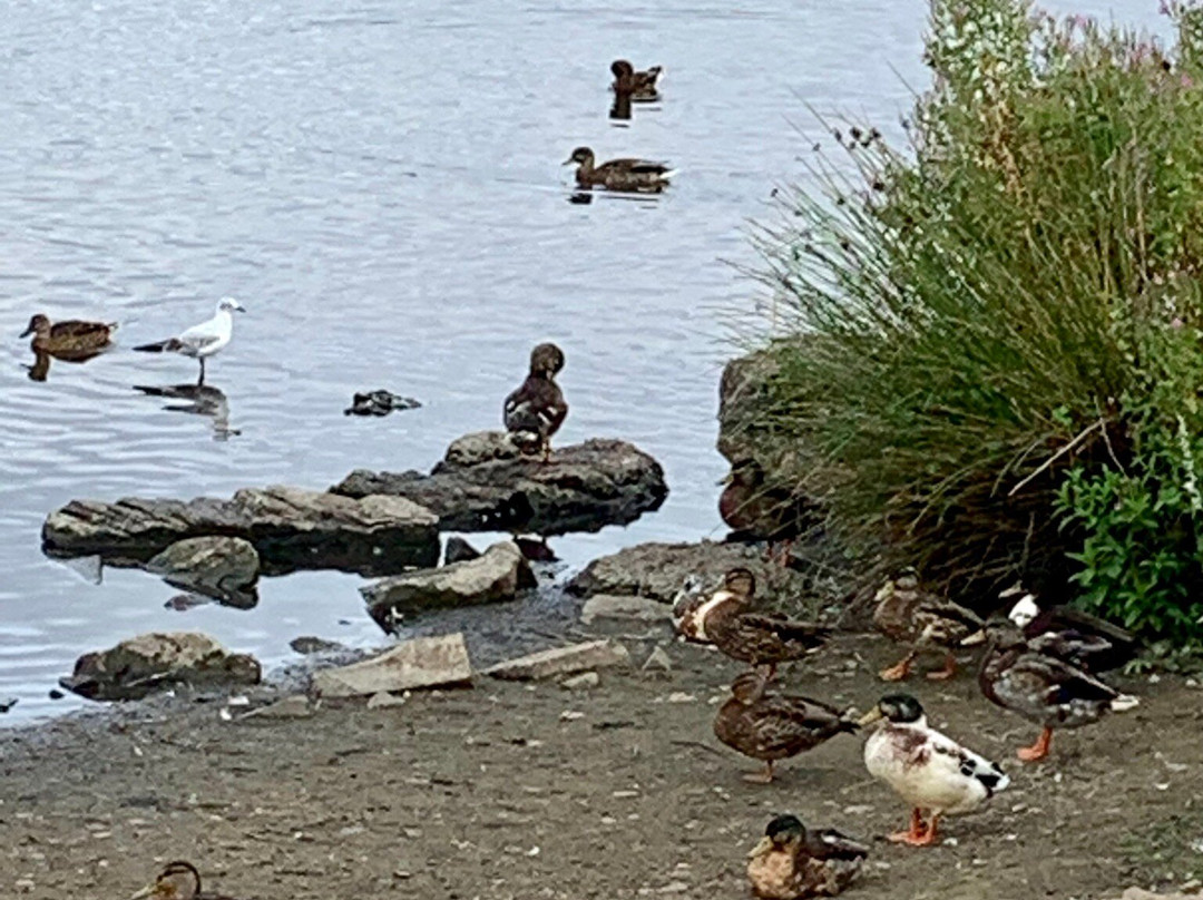 Shibdon Pond Local Nature Reserve景点图片