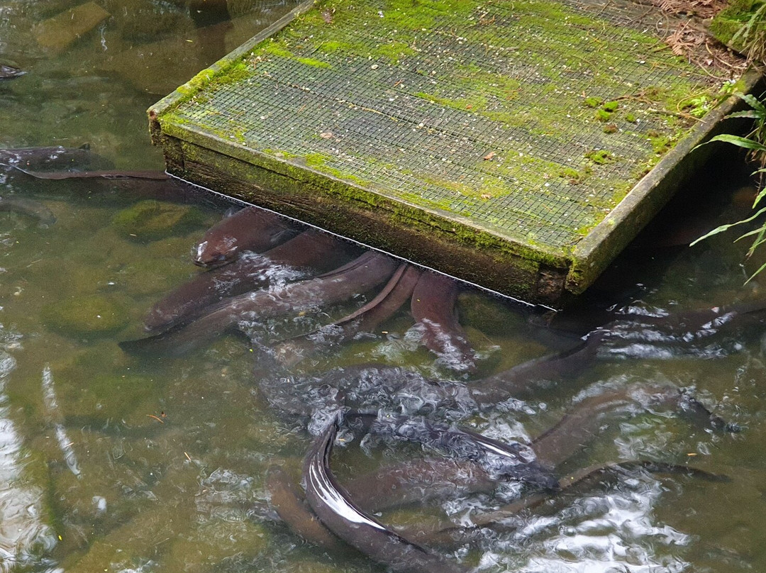 Ōtorohanga Kiwi House景点图片