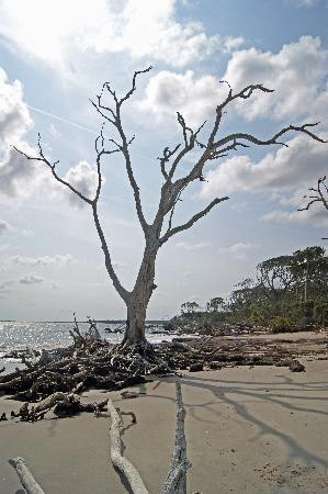 Big Talbot Island State Park-杰克逊维尔必去景点
