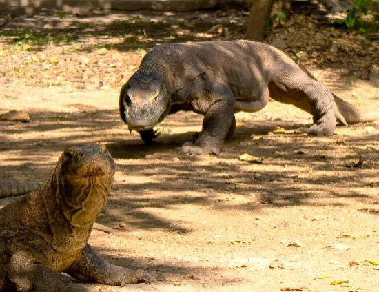 Komodo Mega Tours景点图片