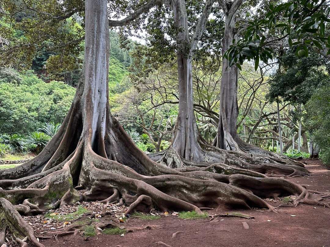 国家热带植物园-坡伊普必去景点