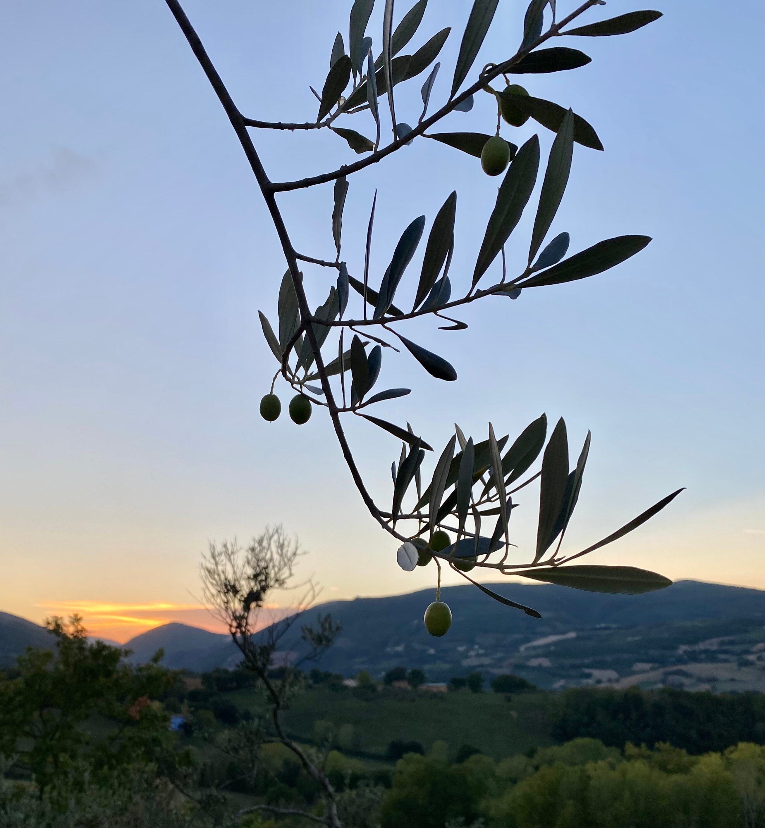 Collina D'oro-官方