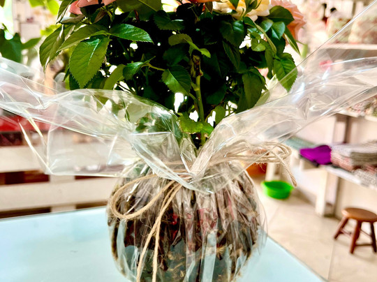 Loja em cantos de minas-圣安东尼奥杜皮尼亚尔必去景点