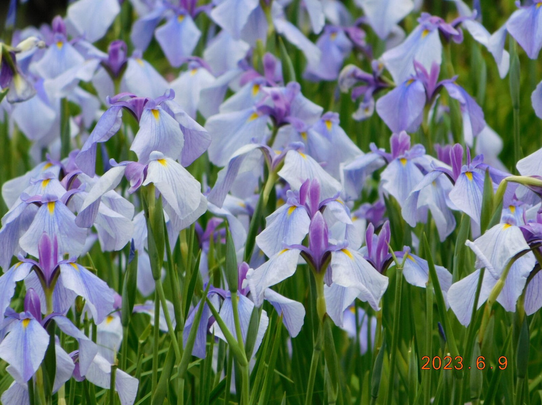 Yamadaike Park-枚方市必去景点