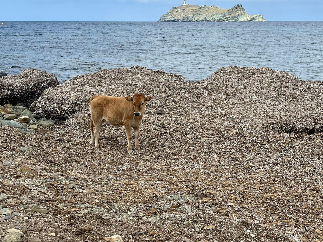 Plage de Barcaggio景点图片