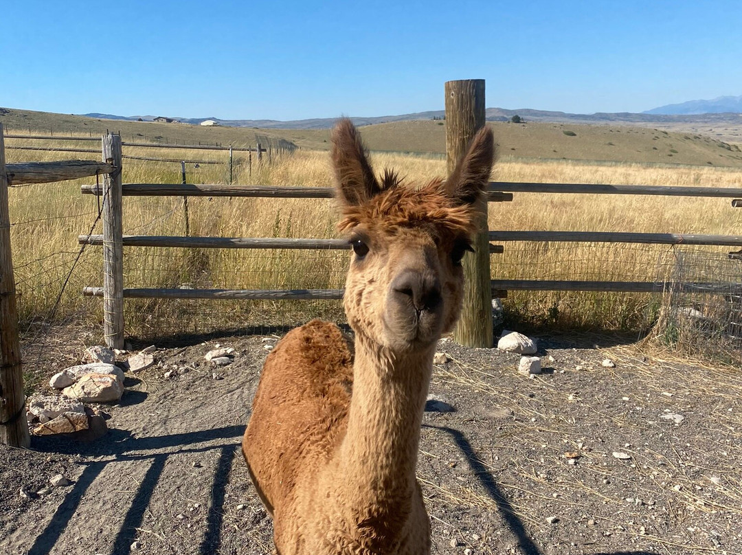 Alpine Vista Suri Alpacas