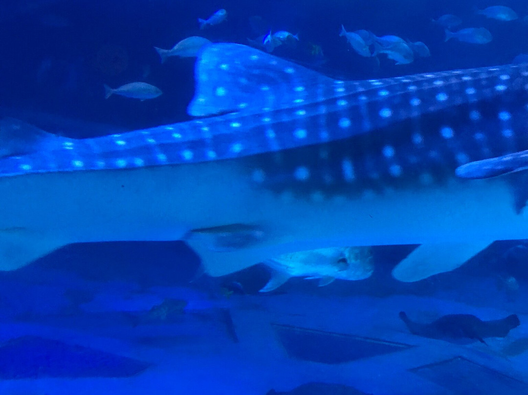 Notojima Aquarium景点图片
