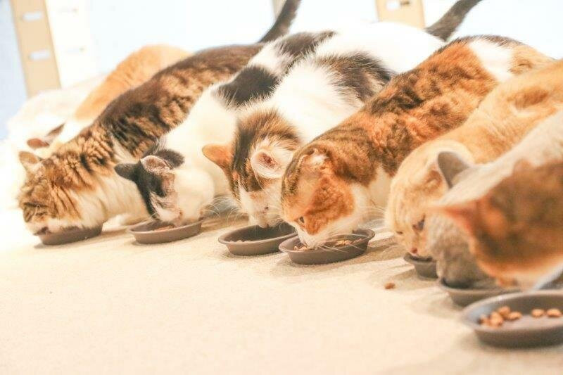 Cat Café Moff Iias Okinawa Toyosaki景点图片