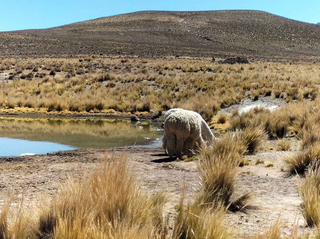 Arequipa Travels景点图片