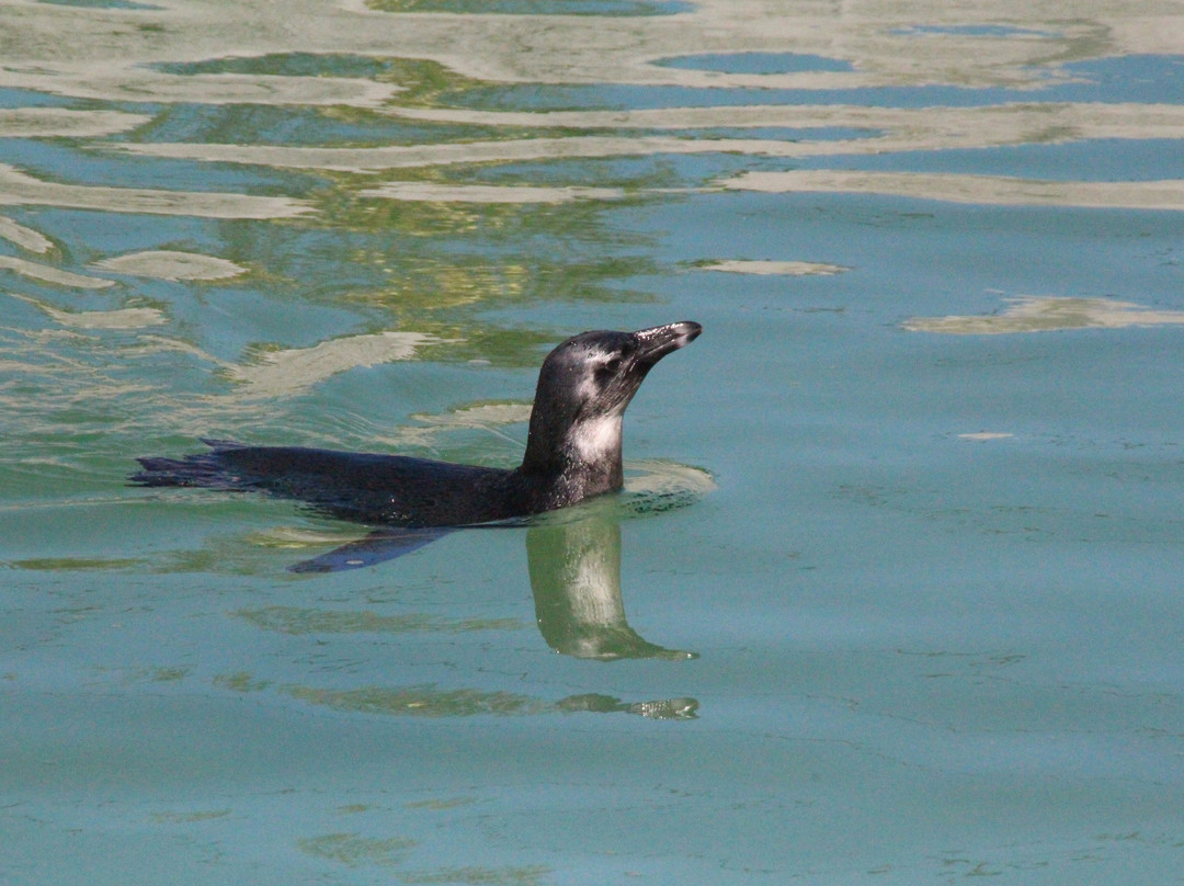 Parque Zoológico De Lagos景点图片