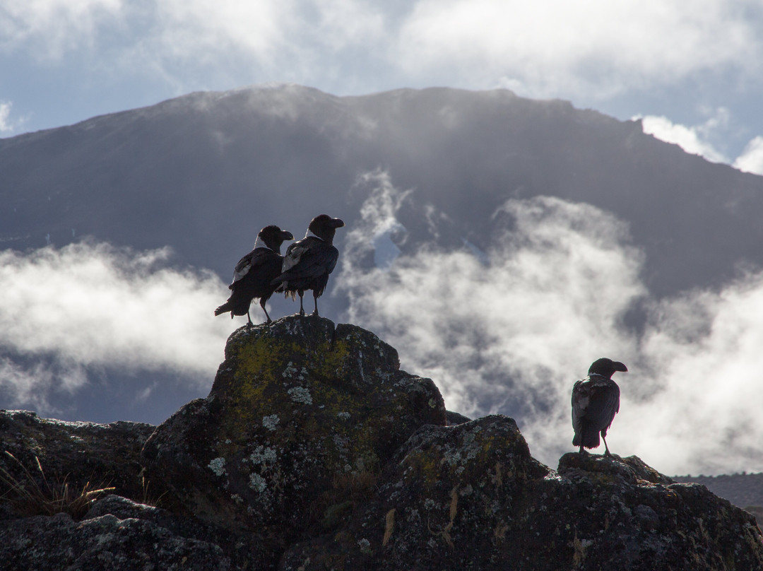 Shimboni Africa-莫西必去景点