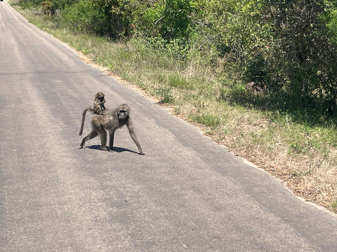 辛加拉纳民宿主图