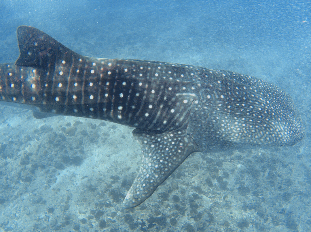Dhigurah Divers景点图片