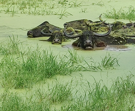 Manu Yala Safari Tour-蒂瑟默哈拉默必去景点