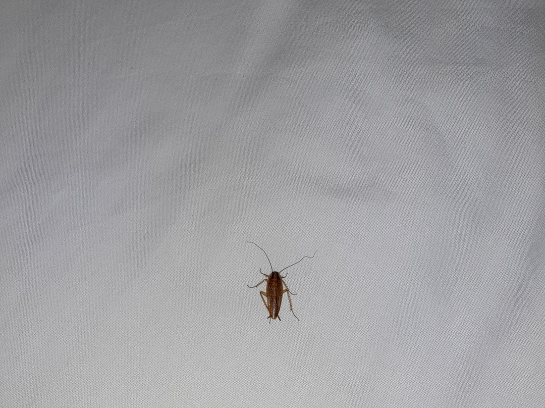 SpringHill Suites by Marriott Columbus Easton Area主图