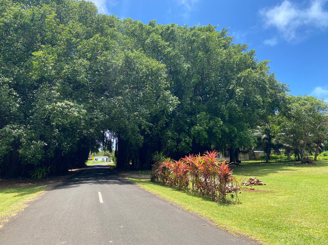 Banyan Tree Tunnel-Arutanga必去景点