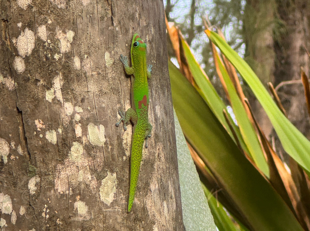 夏威夷岛霍欧马鲁西亚阿虎普哈库疗养酒店主图