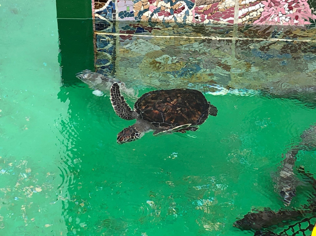 Ogasawara Marine Product Center-Chichi-jima必去景点