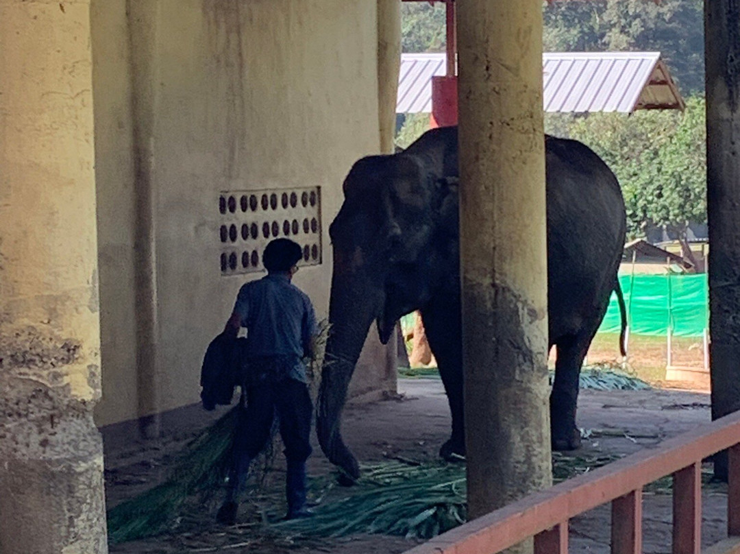 Maetaeng Elephant Park景点图片