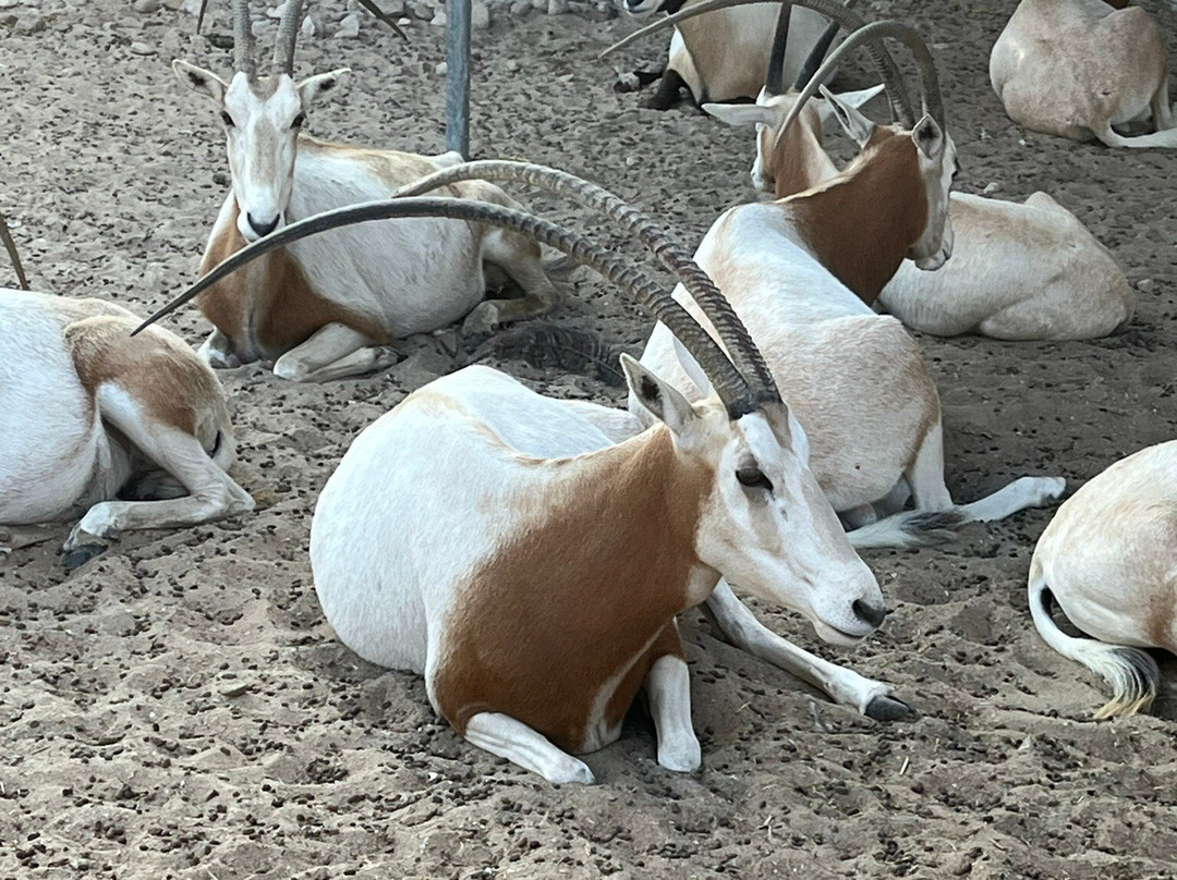 UAE Pygmy Zoo-阿治曼必去景点