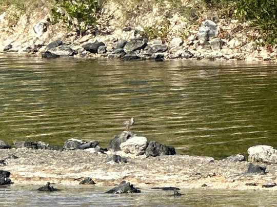 Kimcha Village Bird Sanctuary-Wheeland必去景点