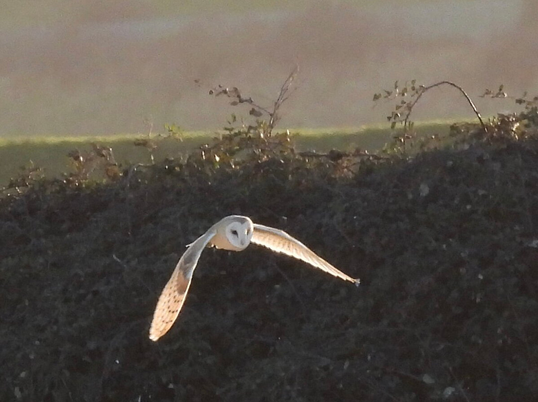 Elmley National Nature Reserve - Day Visit景点图片