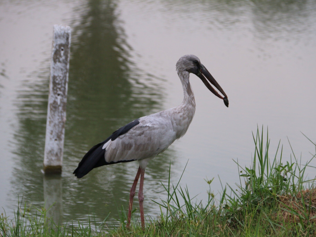 Pinehurst golf club-空銮必去景点