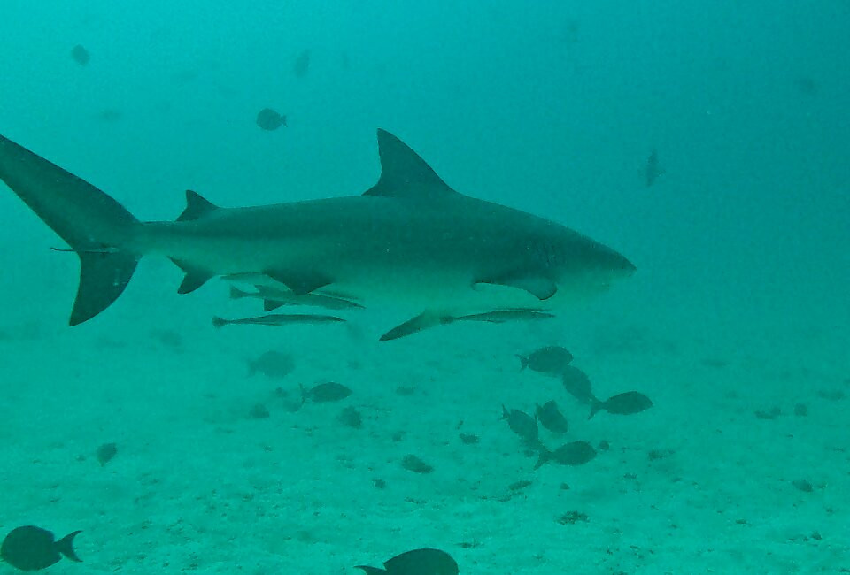 Sun Siyam Diving-伊露岛必去景点