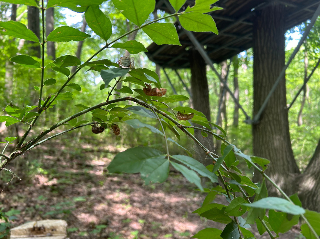 Lake Geneva Ziplines & Adventures-日内瓦湖必去景点