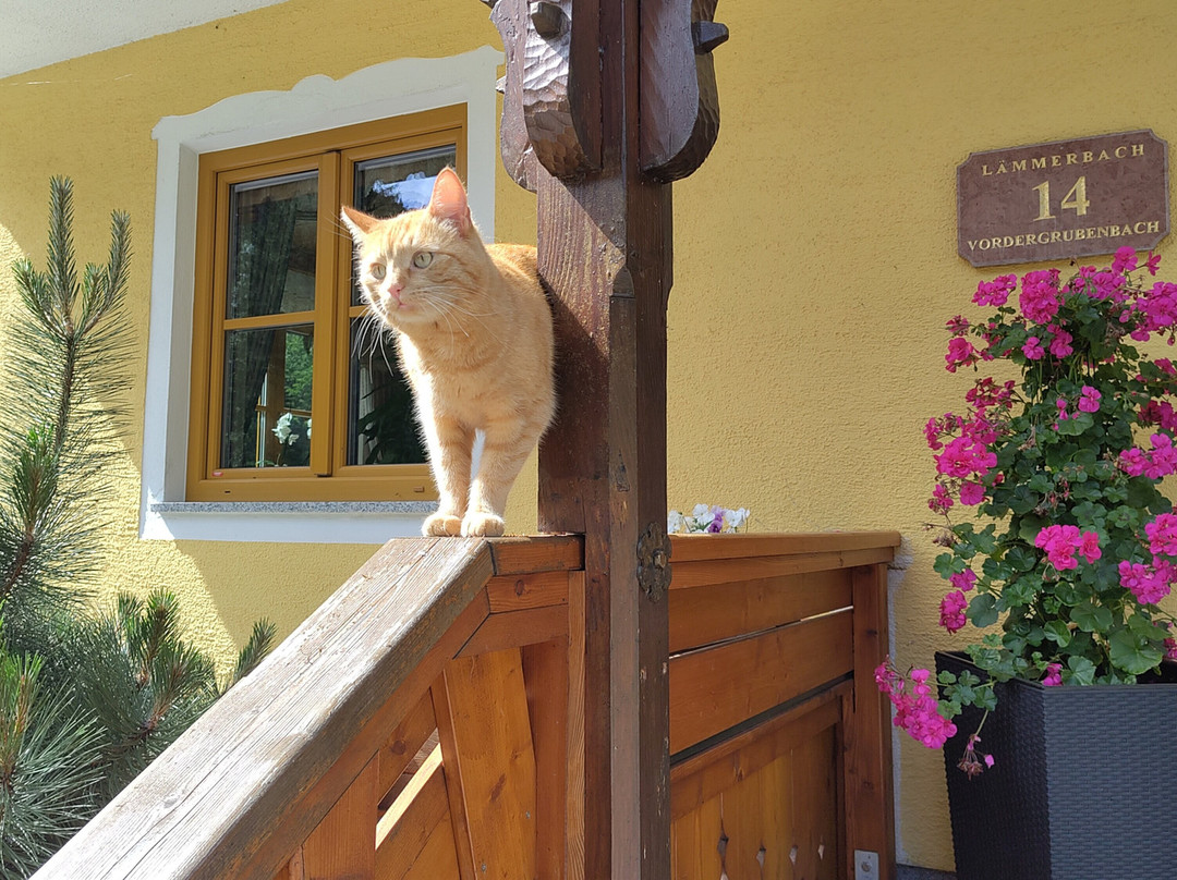 Bauernhof Haus Oberascher主图