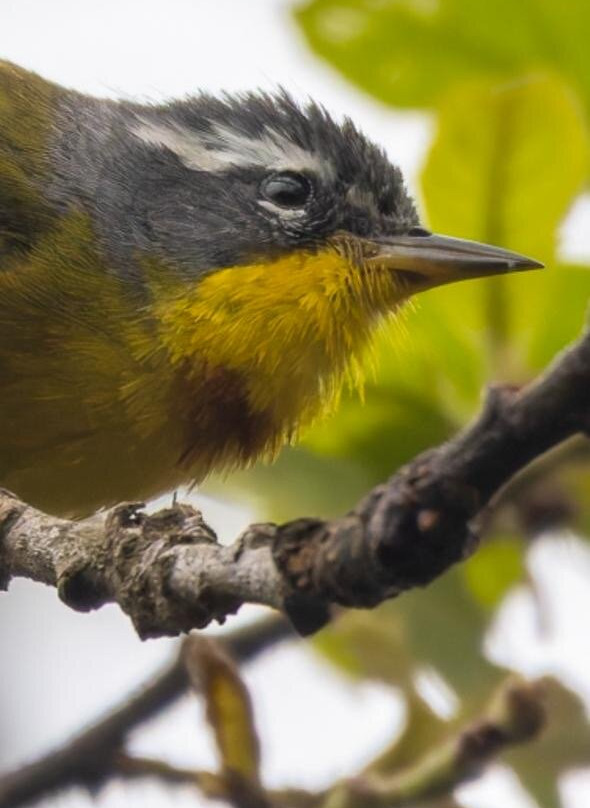 Travelian Tours-圣米格尔护城必去景点