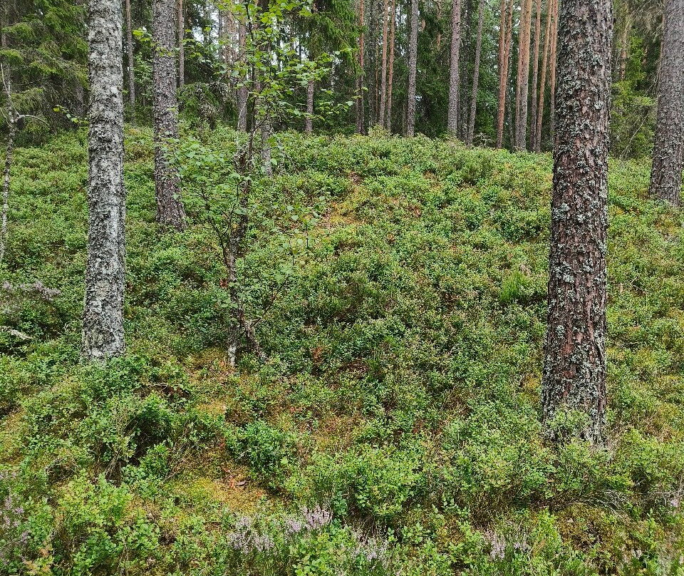 Naturreservatet Skurugata & Skuruhatt景点图片