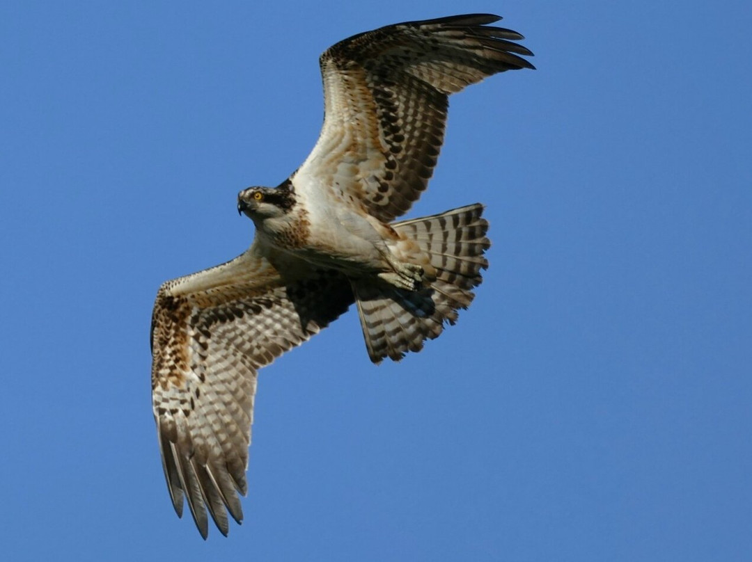 Llyn Brenig Osprey Lookout (north Wales Wildlife Trust)景点图片