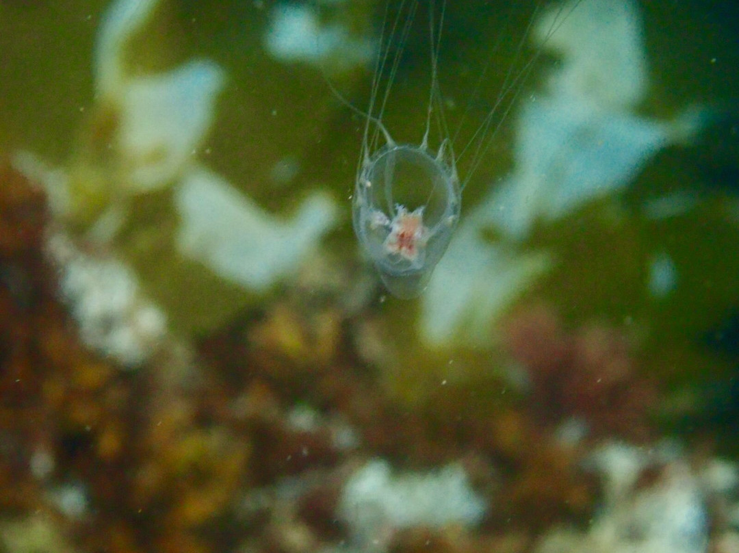 Snorkel Wild景点图片