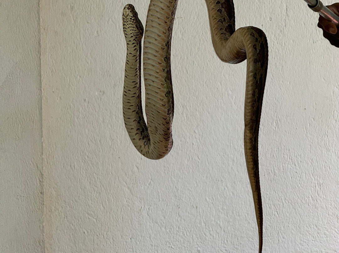 Snake Farm Thelijjawila景点图片