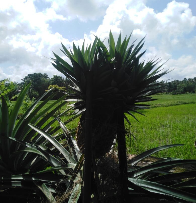 Boutique Tent Resort Nature View主图