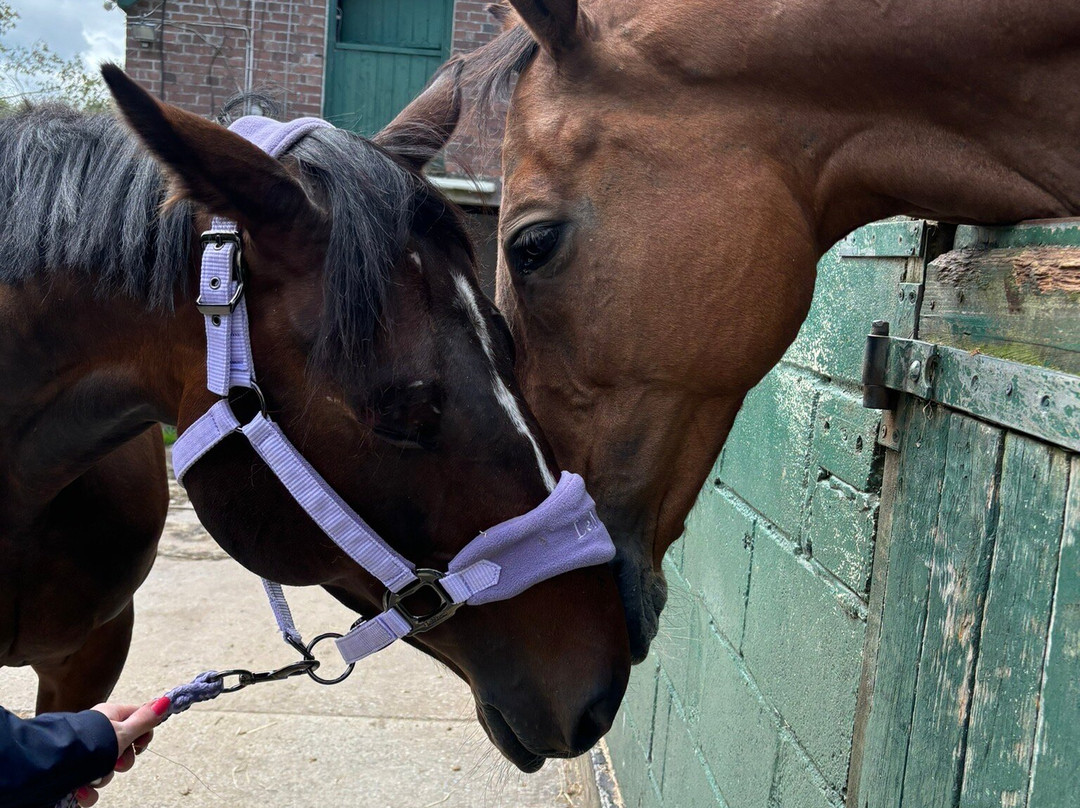Fitzworthy Equestrian Centre景点图片