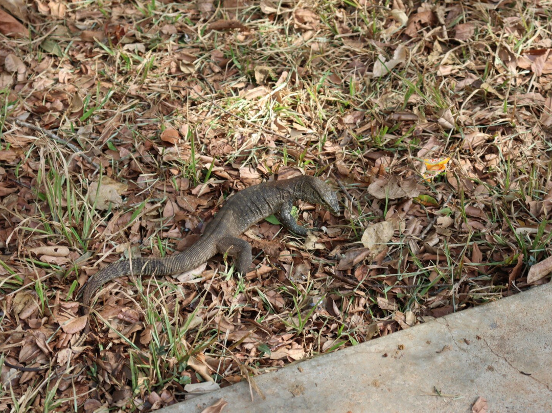 South Lanka Tours - Day Tours-科伦坡必去景点