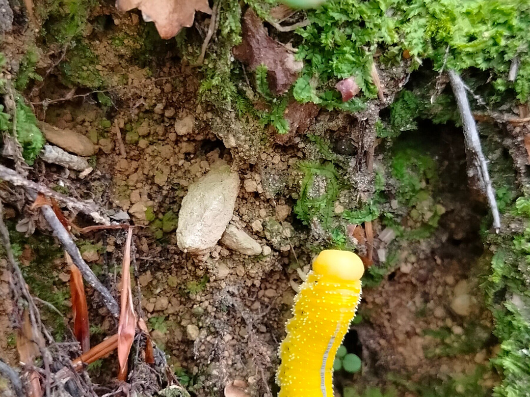 Cascata Di Vidiciatico景点图片