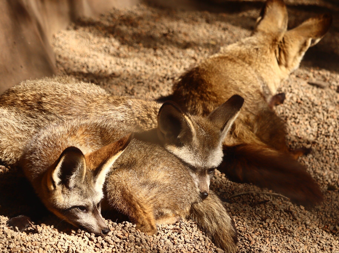 Zoo Knoxville-诺克斯维尔必去景点