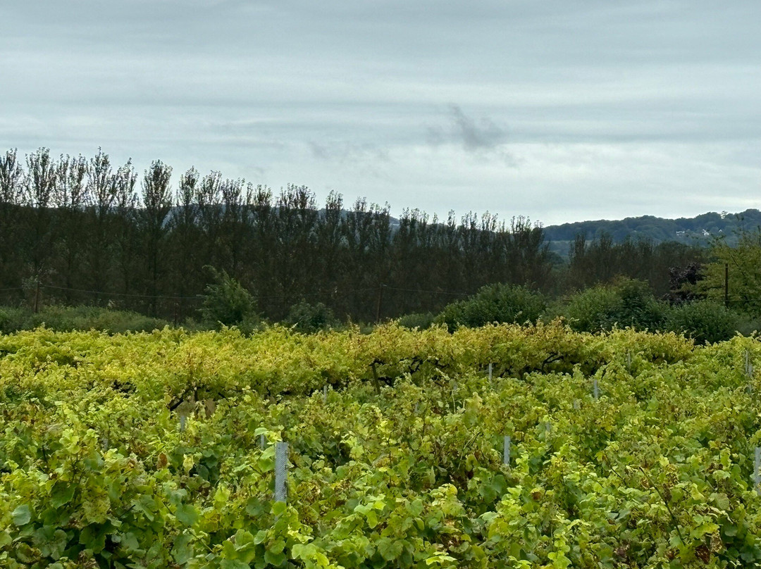Carr Taylor Vineyard景点图片