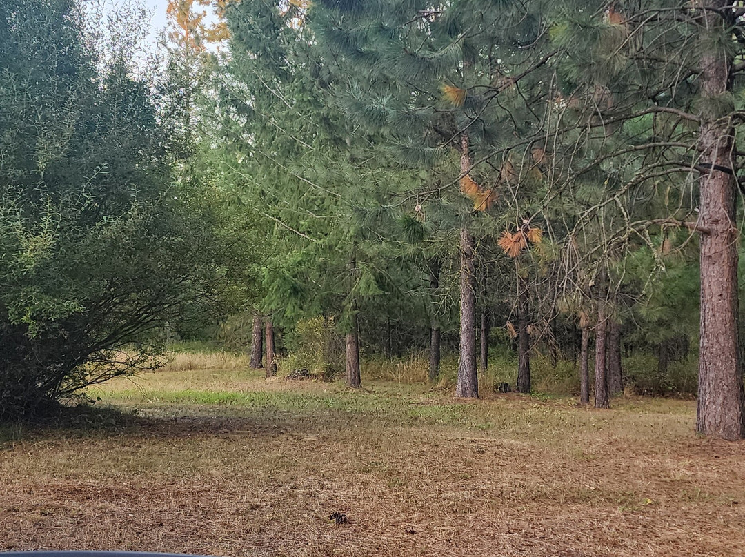 White Willow Motel主图